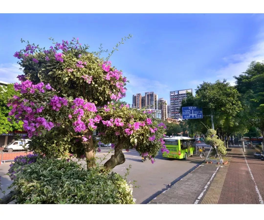 近年来绿化越来越好 创建国家森林城市-中山林业